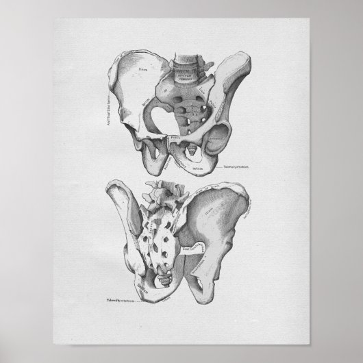  anatomie Illustratie Pelvic Botten Poster (Voorkant)