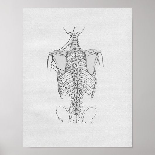  anatomie Illustratie Spine Poster (Voorkant)