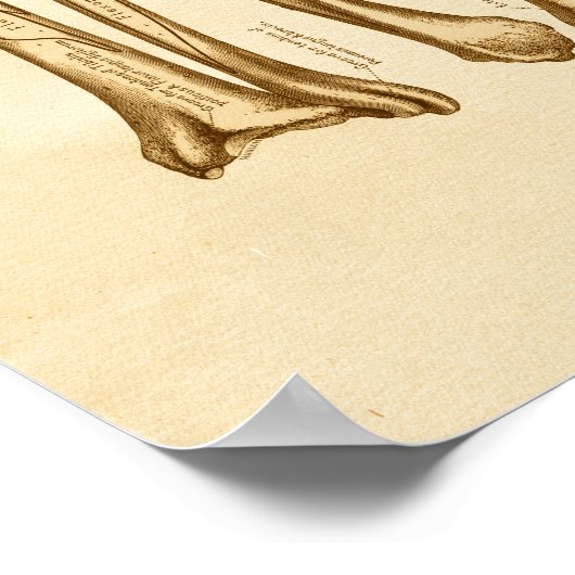 anatomie Illustratie Tibia Fibula Botten Poster (Hoek)