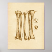 anatomie Illustratie Tibia Fibula Botten Poster (Voorkant)