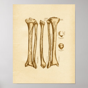  anatomie Illustratie Tibia Fibula Botten Poster