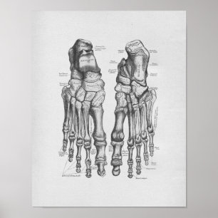 anatomie illustratie van Botten Poster