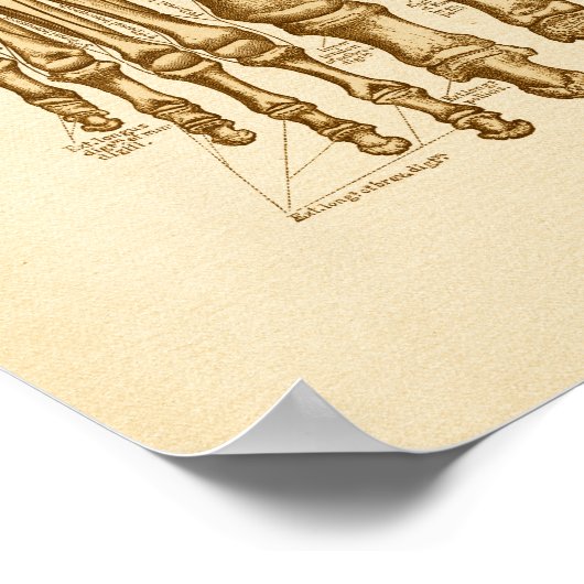  anatomie illustratie van Botten Poster (Hoek)