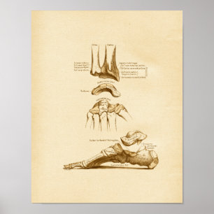  anatomie Illustratie van de Botten van de pols Poster