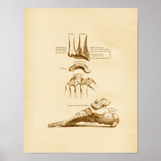 anatomie Illustratie van de Botten van de pols Poster (Voorkant)