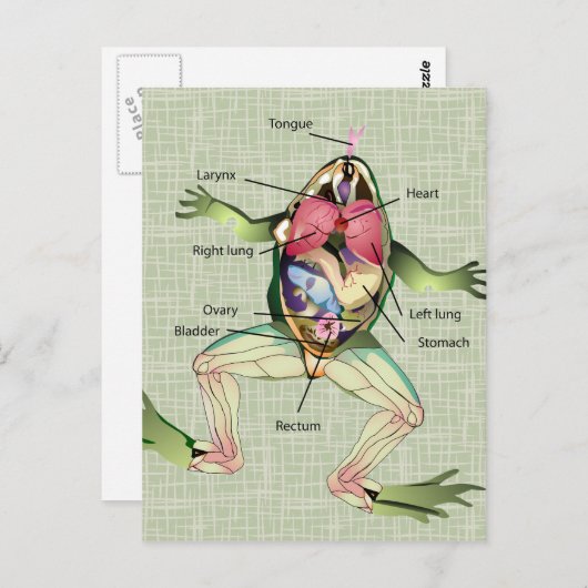 Anatomie illustratie van de kikker briefkaart (Voorkant / Achterkant)