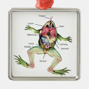 Anatomie illustratie van de kikker metalen ornament
