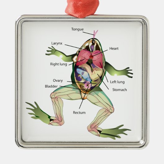 Anatomie illustratie van de kikker metalen ornament (Voorkant)