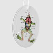 Anatomie illustratie van de kikker ornament (voorkant)