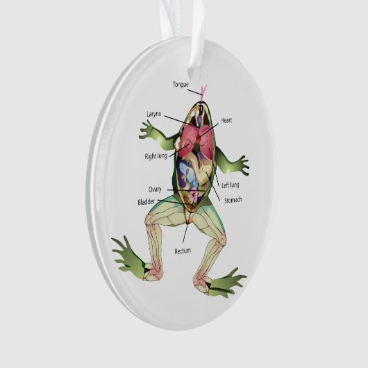 Anatomie illustratie van de kikker ornament (voorkant)