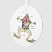 Anatomie illustratie van de kikker ornament (voorkant)