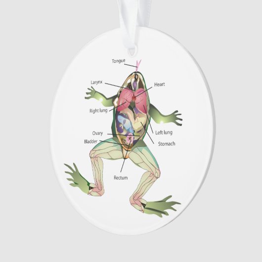 Anatomie illustratie van de kikker ornament (voorkant)