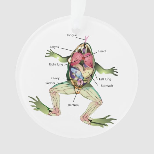Anatomie illustratie van de kikker ornament (voorkant)