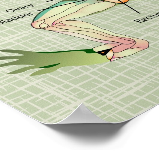 Anatomie illustratie van de kikker poster (Hoek)