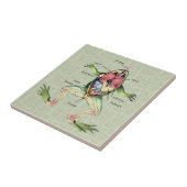 Anatomie illustratie van de kikker tegeltje (Zijkant)