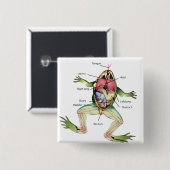 Anatomie illustratie van de kikker vierkante button 5,1 cm (Voorkant /achterkant)