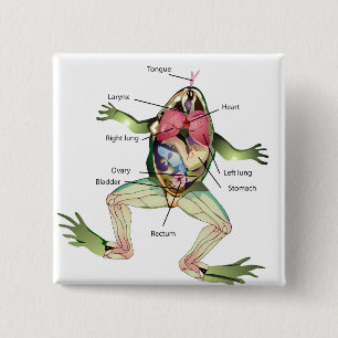 Anatomie illustratie van de kikker vierkante button 5,1 cm