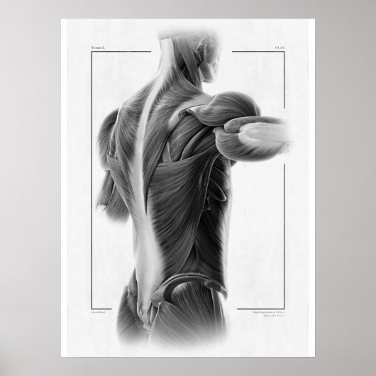 Anatomie in bewegend Poster - 18 x 24 (Voorkant)