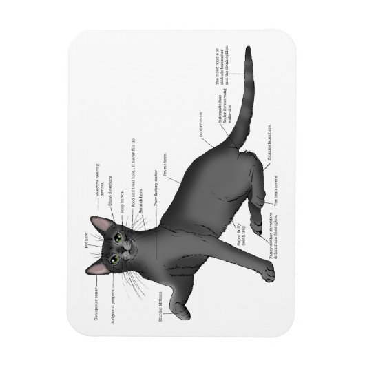 Anatomie Kat Grappig Magneet (Verticaal)