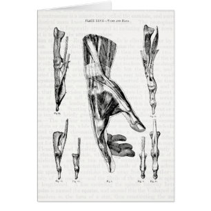 Anatomie Kunst De spieren van de hand en de pols