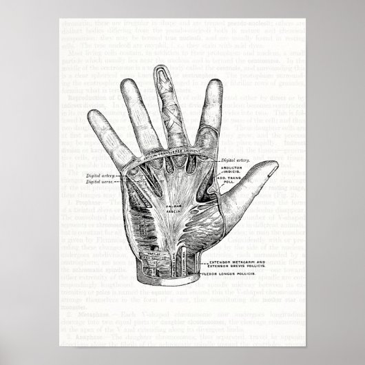 anatomie Kunst Het palm van de hand Poster (Voorkant)