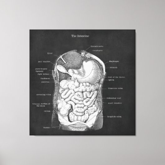 Anatomie Kunst Intestinale Gastro-enteroloog Decor Canvas Afdruk (Voorkant)