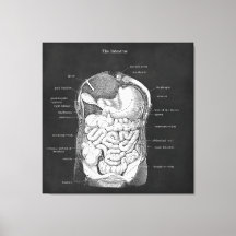 Anatomie Kunst Intestinale Gastro-enteroloog Decor