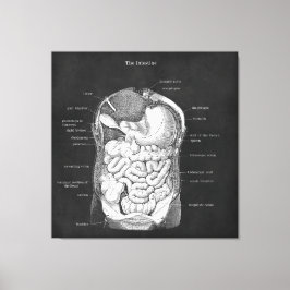 Anatomie Kunst Intestinale Gastro-enteroloog Decor Canvas Afdruk