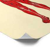 anatomie kunst uit 1920 poster (Hoek)