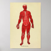  anatomie kunst uit 1920 poster (Voorkant)