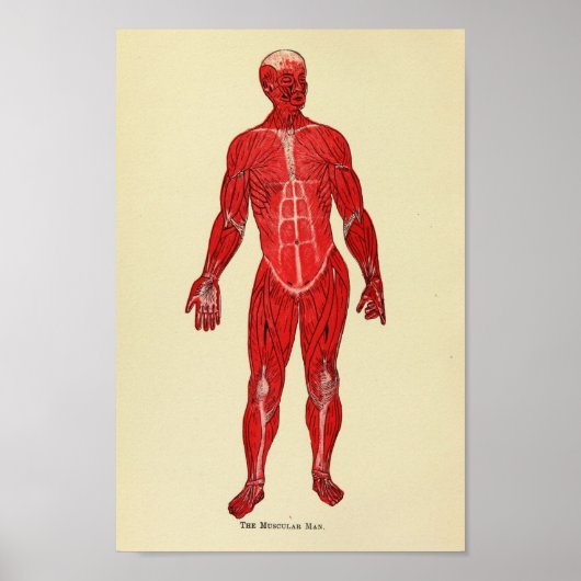 anatomie kunst uit 1920 poster (Voorkant)