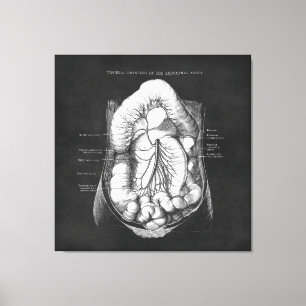 Anatomie Kunst van het spijsverteringsstelsel Doct Canvas Afdruk