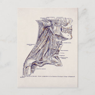 anatomie Kunstnekspieren oud papier Briefkaart
