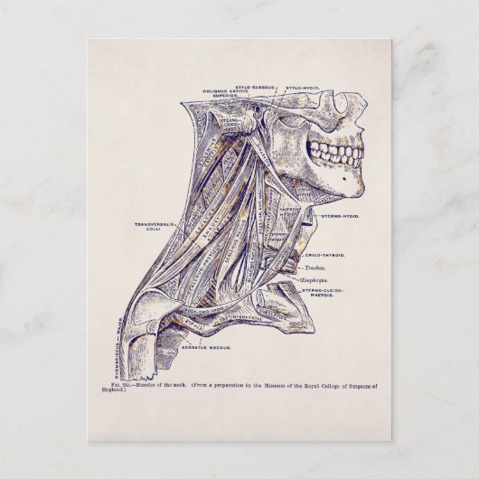 anatomie Kunstnekspieren oud papier Briefkaart (Voorkant)