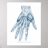 anatomie Kunstspieren van het handblauw Poster (Voorkant)