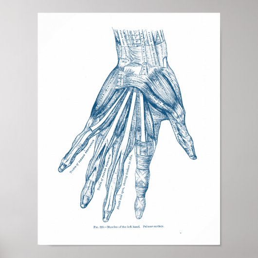 anatomie Kunstspieren van het handblauw Poster (Voorkant)