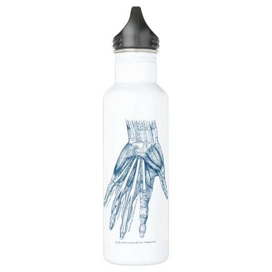  anatomie Kunstspieren van het handblauw Waterfles (Links)