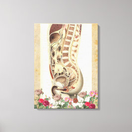  anatomie medische canvas kunstdruk