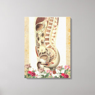 anatomie medische canvas kunstdruk