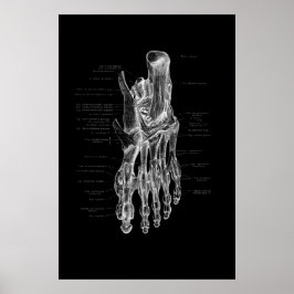 Anatomie medische Poster 24x36 inch