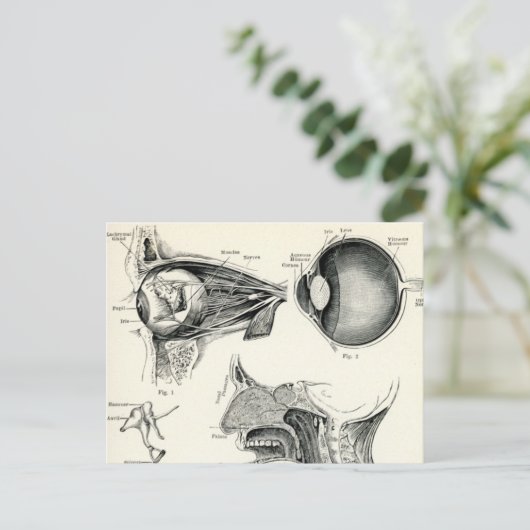 Anatomie - menselijke zintuigen briefkaart (Staand voorkant)