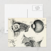 Anatomie - menselijke zintuigen briefkaart (Voorkant / Achterkant)