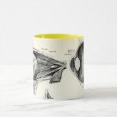 Anatomie - menselijke zintuigen mok (Midden)