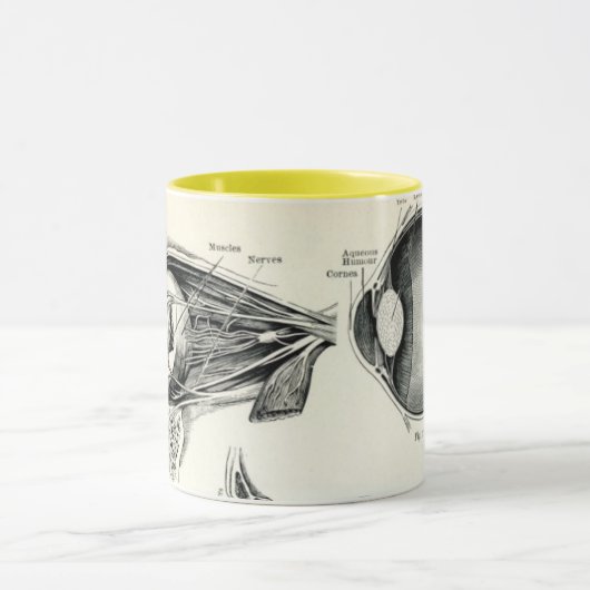 Anatomie - menselijke zintuigen mok (Midden)