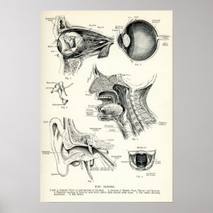 Anatomie - menselijke zintuigen poster
