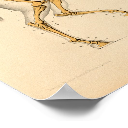 Anatomie met  paarden Afdrukken Skelet Poster (Hoek)