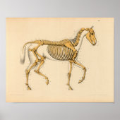 Anatomie met  paarden Afdrukken Skelet Poster (Voorkant)