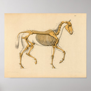 Anatomie met  paarden Afdrukken Skelet Poster