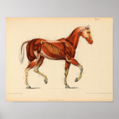 Anatomie met  paarden Afdrukspieren Poster (Voorkant)