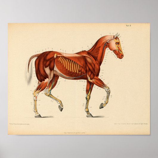 Anatomie met  paarden Afdrukspieren Poster (Voorkant)